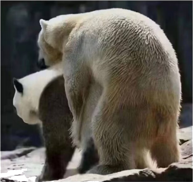 北极熊操熊猫